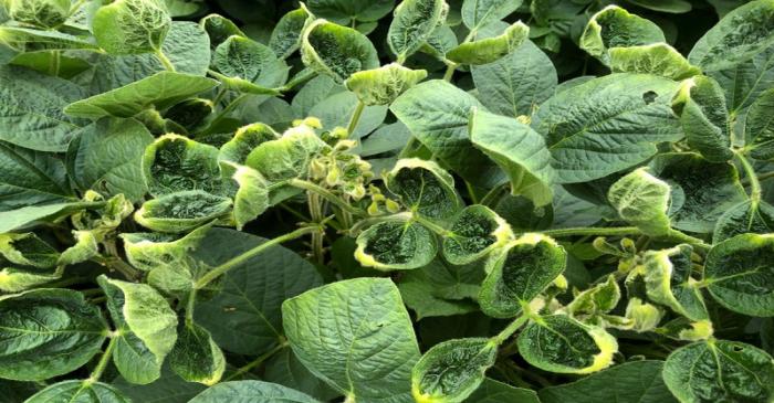 Soybean fields as part of University of Wisconsin research in Arlington