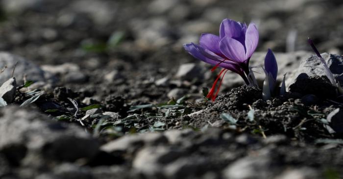 A saffron flower is seen on a field in the town of Krokos