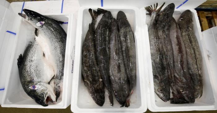 FILE PHOTO:  Scottish salmon is pictured at the fish pavilion in the Rungis International