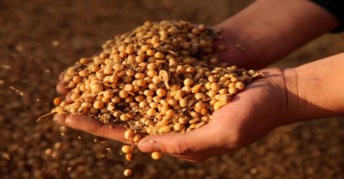 FILE PHOTO: Man displays imported soybeans at a port in Nantong