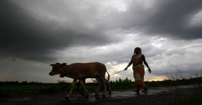 A woman farmer walks with her cattle against the backdrop of monsoon clouds on the outskirts of