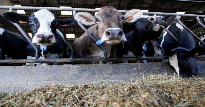 FILE PHOTO: French dairy farmer milks cows at a farm in Pessac