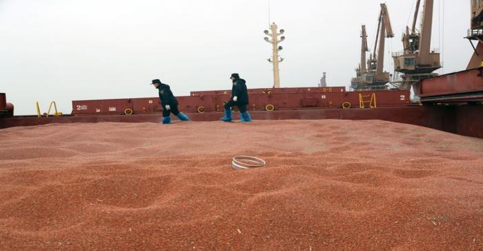 FILE PHOTO: Customs officers inspect a shipment of sorghum from the U.S. on a cargo ship at the