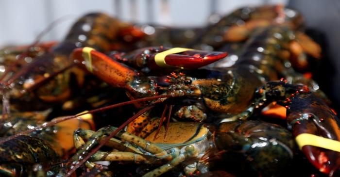 FILE PHOTO: Lobsters are seen in a crate after being brought in by a lobsterman in Stonington