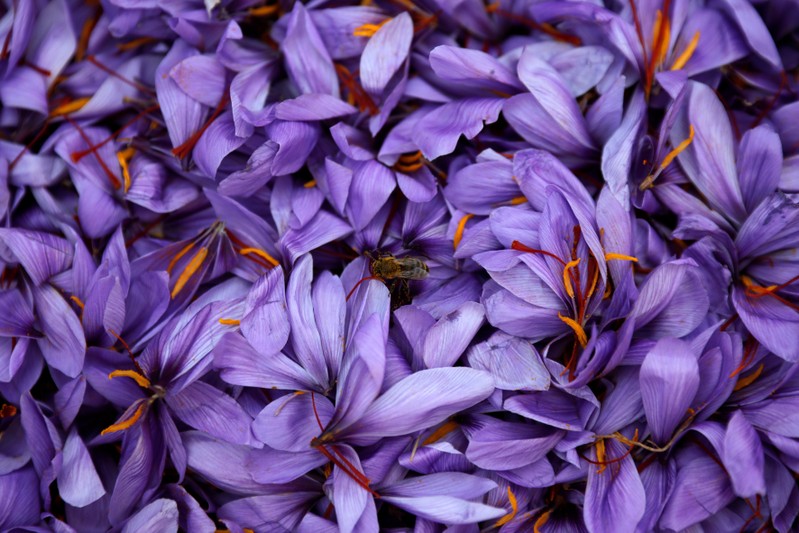 A bee is seen on saffron flowers in a field in the town of Krokos