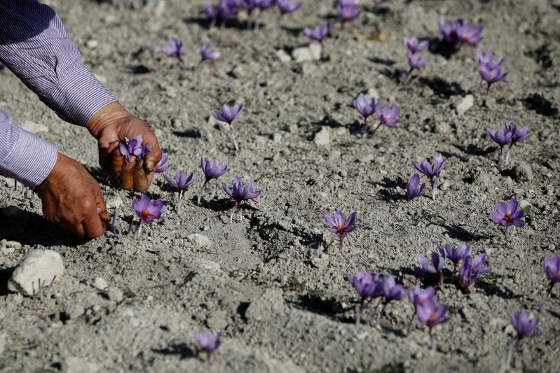 A worker harvests saffron flowers in a field in the town of Krokos