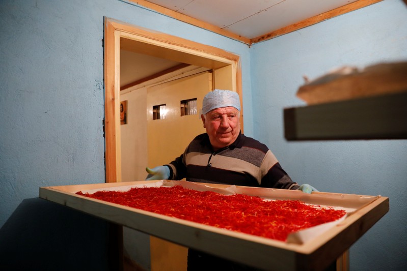 President of the Cooperative of Saffron Nikos Patsiouras prepares to dry saffron stigmas in the