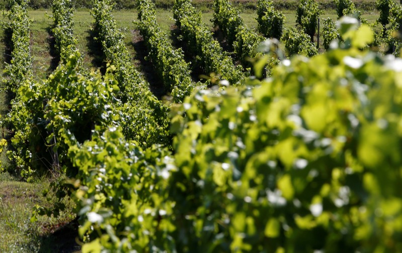 Vineyards are pictured at the Chateau du Pavillon in Sainte-Croix-Du-Mont