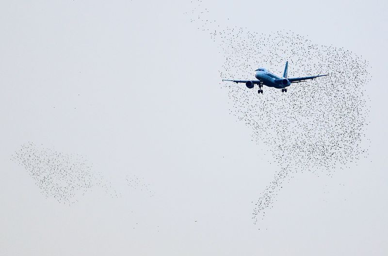 FILE PHOTO: An Alitalia plane approaches to land as starlings fly at Fiumicino international